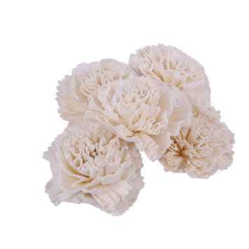 Shola carnation 8 cm