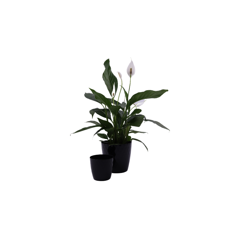 Czarna csłonka plastikowa cristal 18 cm