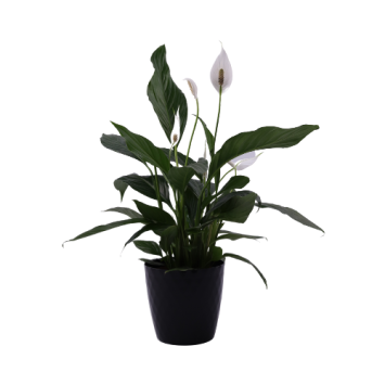 Czarna osłonka plastikowa cristal 12 cm