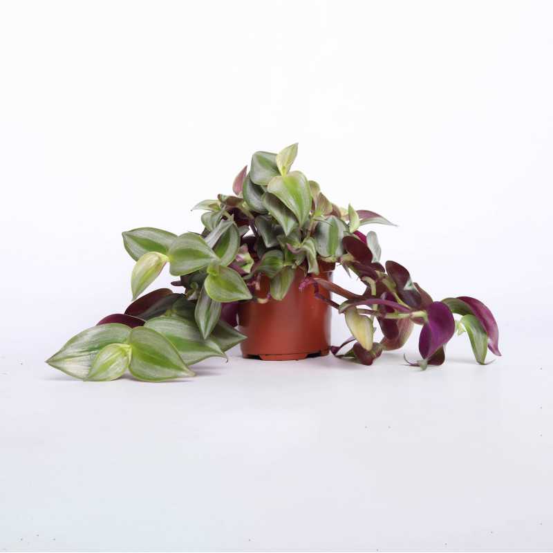 Trzykrotka zebrina violet hill (tredescantia zebrina)