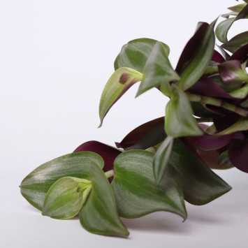 Trzykrotka zebrina violet hill (tredescantia zebrina)