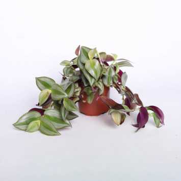 Trzykrotka zebrina violet hill (tredescantia zebrina)