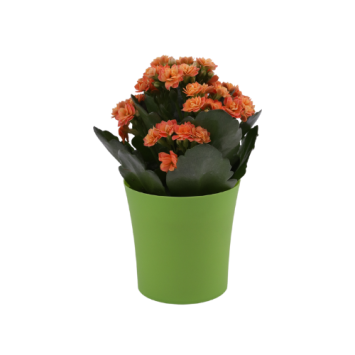 Zielona osłonka plastikowa FIOŁEK 8 cm