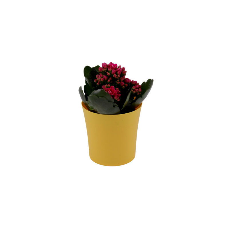 Żółta osłonka 8 cm plastikowa FIOŁEK