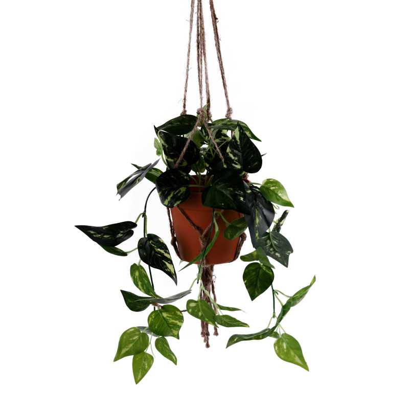 Epipremnum w wiszącej donicy