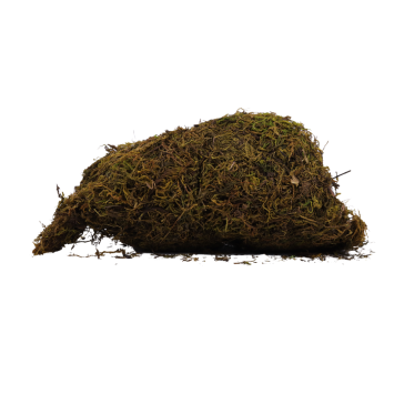 Green moss 100g