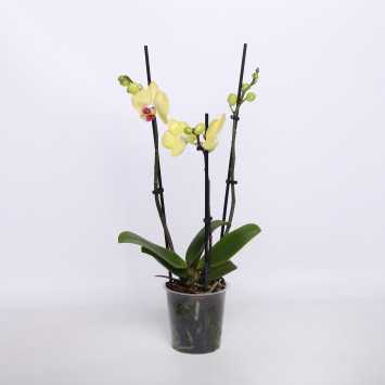 Storczyk, Orchidea (Phalaenopsis)