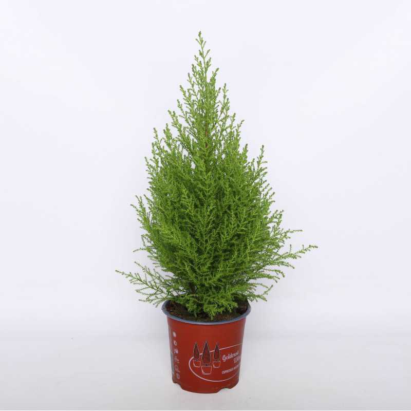 Cyprysik Gold Crest (Cupressus Macrocarpa) - 14 cm Cyprysik Gold Crest (Cupressus Macrocarpa) - 14 cm