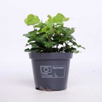 Hedera miniaturowa