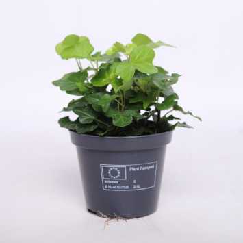 Hedera helix Wonder (Bluszcz) MINI