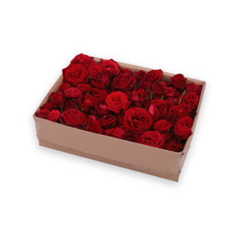 Czerwone płatki róż 7 L