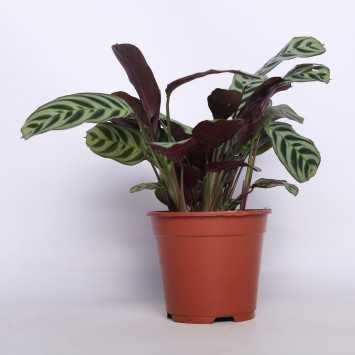 Kalatea Makoya (Goeppertia makoyana)
