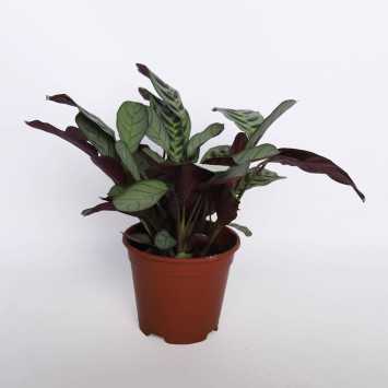 Kalatea Makoya (Goeppertia makoyana)