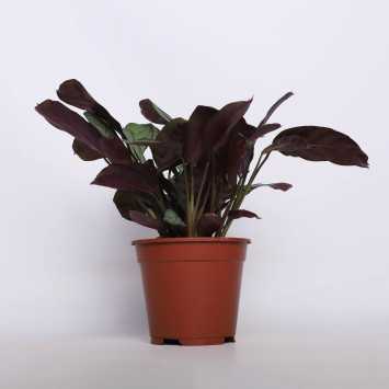 Kalatea Makoya (Goeppertia makoyana)