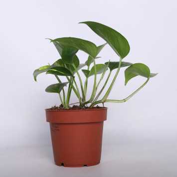 Epipremnum złociste (Epipremnum aureum) - 12 cm