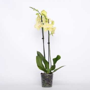 Storczyk Phaleanopsis