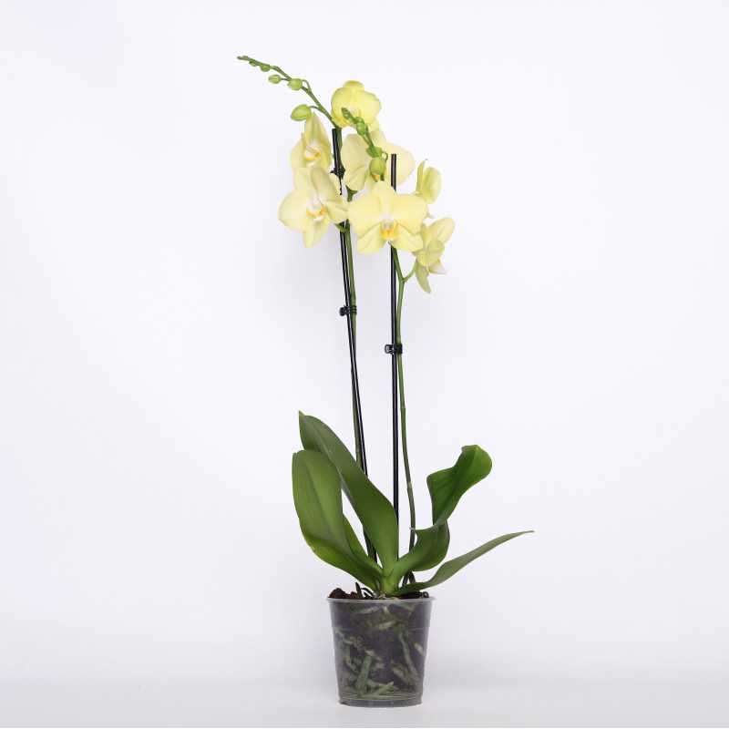 Storczyk Phaleanopsis