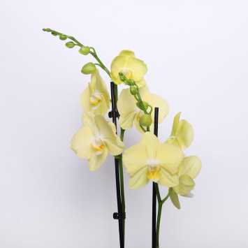 Storczyk Phaleanopsis