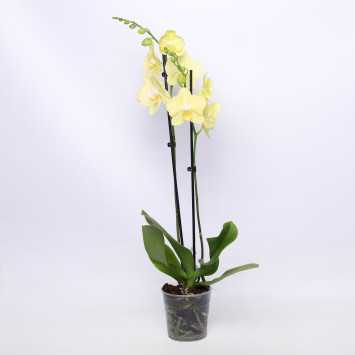Storczyk Phaleanopsis