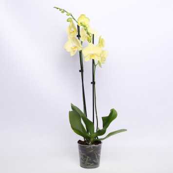 Storczyk Phaleanopsis