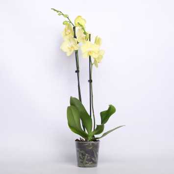 Storczyk Phaleanopsis