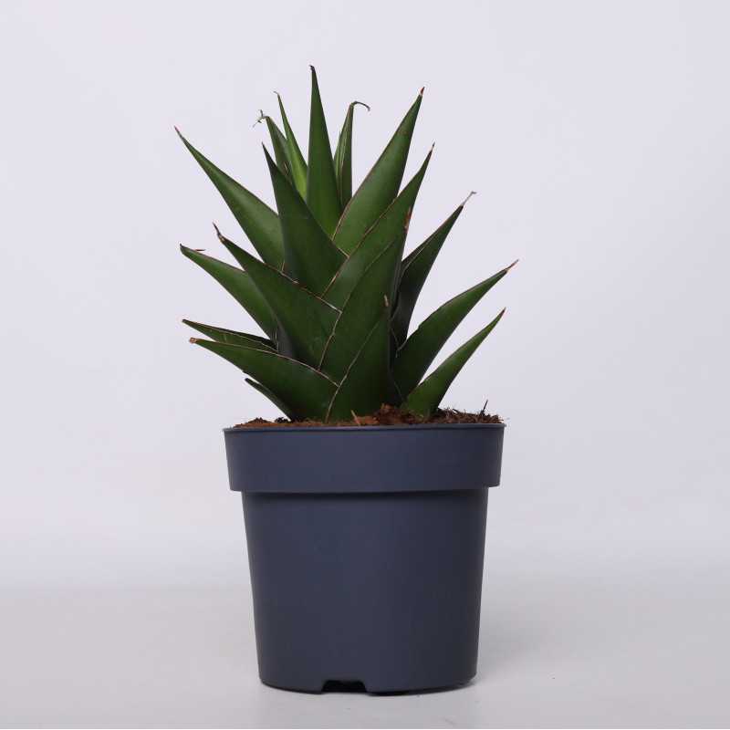 Sanseweria Abbey Crown - 14 cm