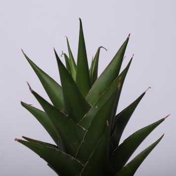 Sanseweria Abbey Crown - 14 cm