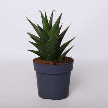 Sanseweria Abbey Crown - 14 cm