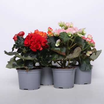 Begonia zimowa (Begonia Elatior) - 12 cm