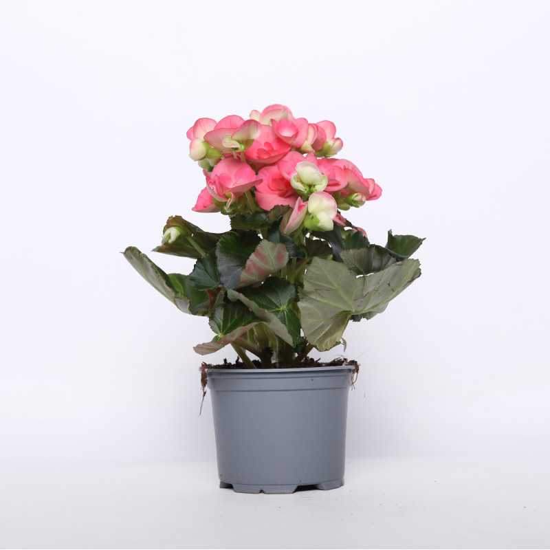 Begonia zimowa (Begonia Elatior) - 12 cm Begonia zimowa (Begonia Elatior) - 12 cm