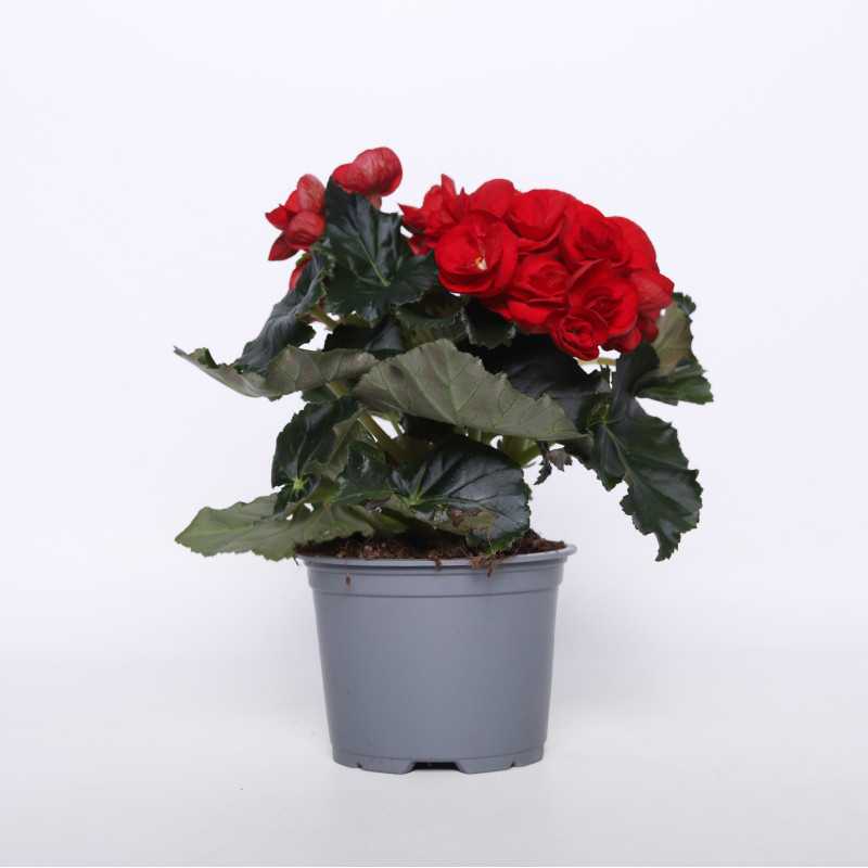 Begonia zimowa (Begonia Elatior) - 12 cm Begonia zimowa (Begonia Elatior) - 12 cm