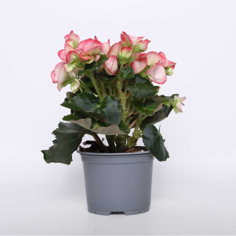 Begonia zimowa (Begonia Elatior) - 12 cm Begonia zimowa (Begonia Elatior) - 12 cm