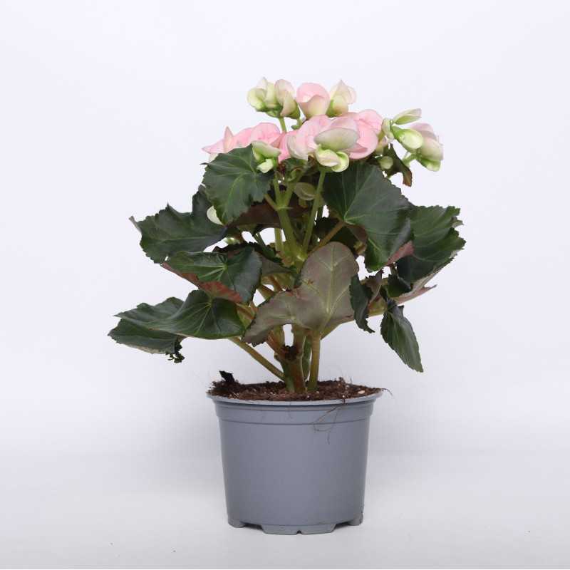 Begonia zimowa (Begonia Elatior) - 12 cm Begonia zimowa (Begonia Elatior) - 12 cm
