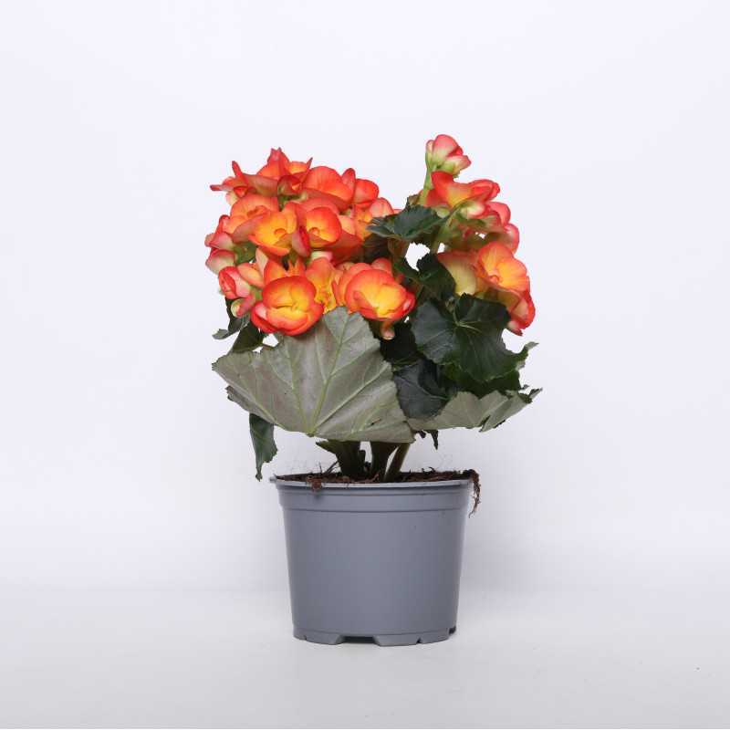 Begonia zimowa (Begonia Elatior) - 12 cm Begonia zimowa (Begonia Elatior) - 12 cm