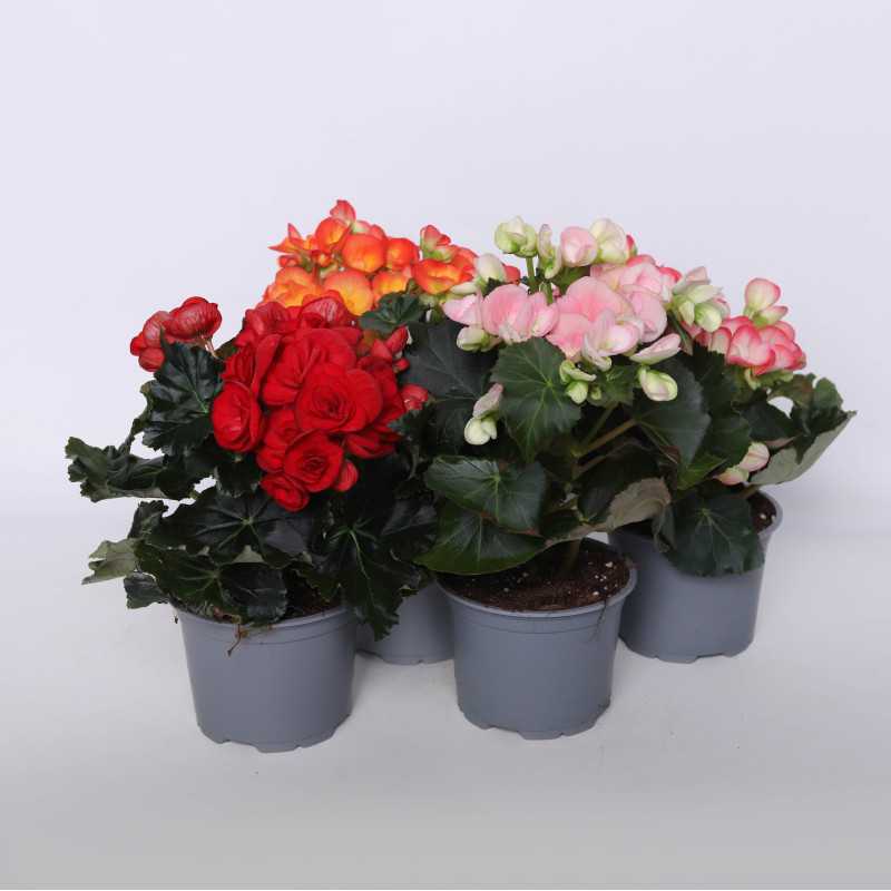 Begonia zimowa (Begonia Elatior) - 12 cm Begonia zimowa (Begonia Elatior) - 12 cm