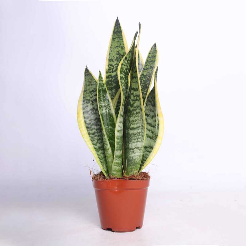 Sansewieria gwinejska (Sansevieria trifasciata 'Laurentii') - śr. 12 cm