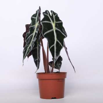 Alocasia amazonica Polly (Alokazja amazońska)