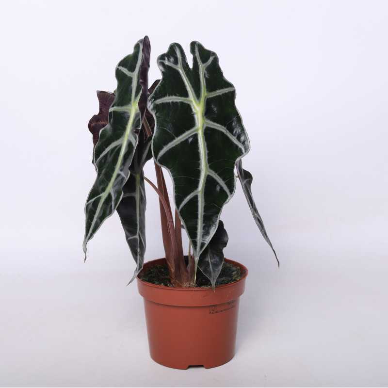 Alocasia amazonica Polly (Alokazja amazońska)
