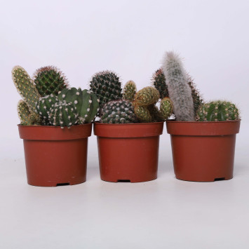Kaktus MIX - śr. donicy 12 cm