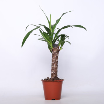 Yucca (Jukka) - 14 cm