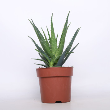 Aloes (Aloe Vera)