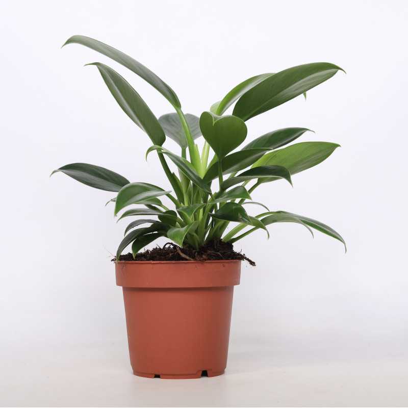 Filodendron Green Princess (Philodendron Green Princess)