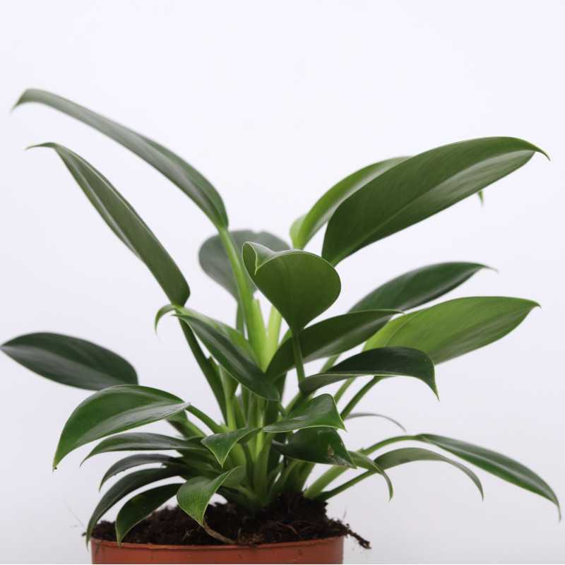 Filodendron Green Princess (Philodendron Green Princess)