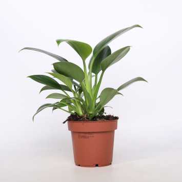 Filodendron Green Princess (Philodendron Green Princess)