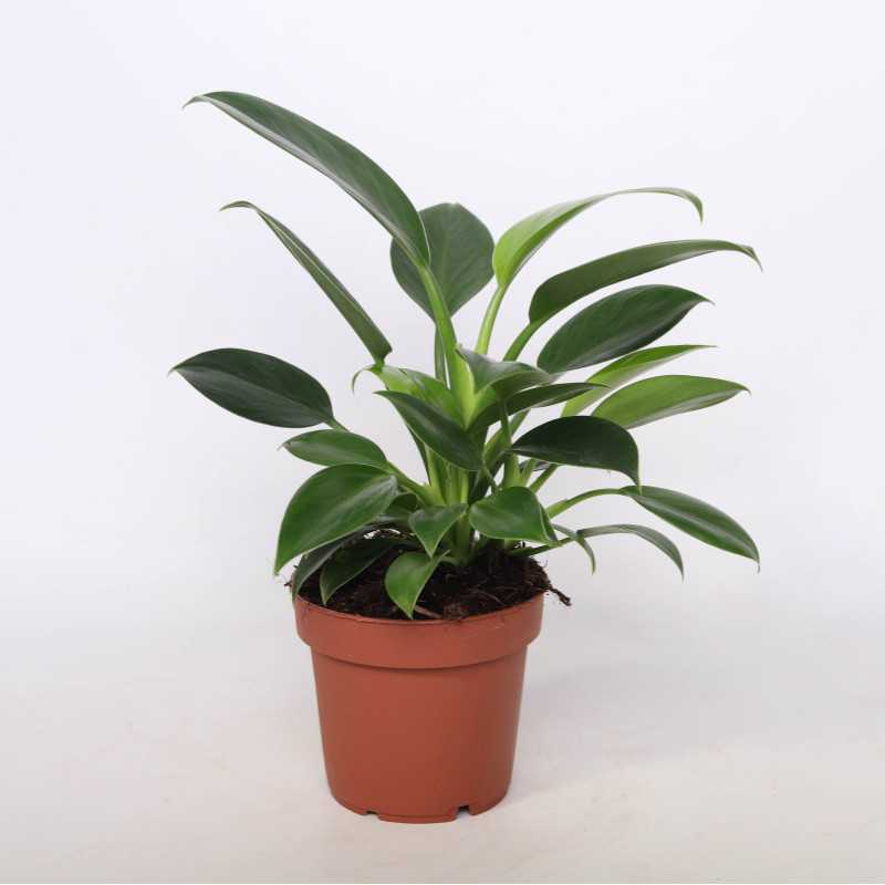 Filodendron Green Princess (Philodendron Green Princess)