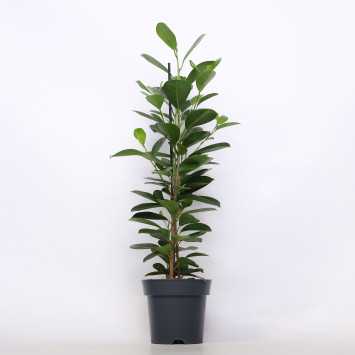 Fikus Moclame (Ficus Moclame)