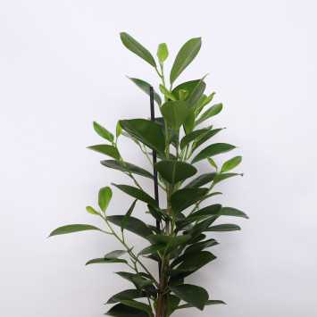 Fikus Moclame (Ficus Moclame)