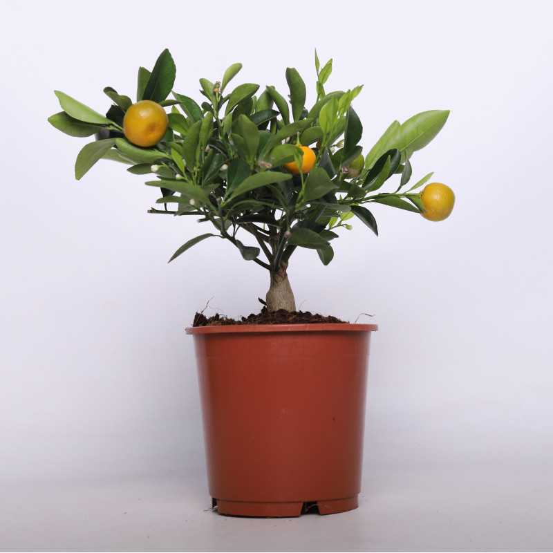  Citrus Calamodin (Drzewko Cytrusowe)