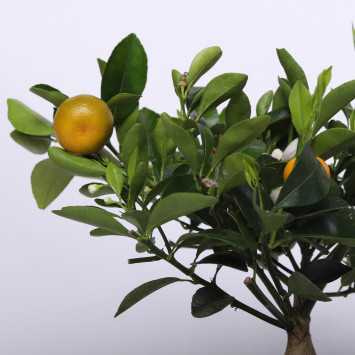  Citrus Calamodin (Drzewko Cytrusowe)