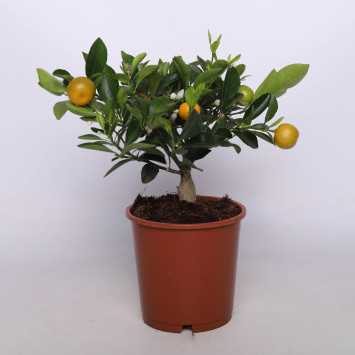  Citrus Calamodin (Drzewko Cytrusowe)